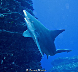 Sand-Shark in Kauai by Benny Brimer 